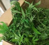 שאנטי בכפר? צוערים נשלחו לתפוס סמים בדירה של נורמטיבים בעוספיא