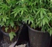 אישום: גידל 47 ק"ג מריחואנה בדירה שכורה בחיפה