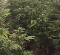 המחדל: המדינה גירשה לשטחים עדת תביעה מרכזית נגד מגדל מריחואנה