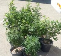 אח בבית אבות חשוד בגידול קנביס