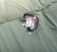 ושוב: שני בלדרים נתפסו בנתב"ג כשבגופם עשרות זרגי קוקאין