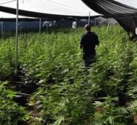 אישום: גידל יותר מ-90 ק"ג קנאביס בחממה ליד מושב שתולה