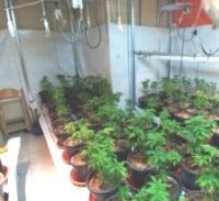 שנתיים מאסר לסוחר סמים שגידל מריחואנה במעצר בית