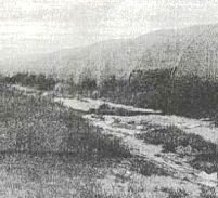 1,300 שתילי קנאביס, 17 חודשי מאסר