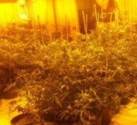 שנה מאסר למדריך נערים בסיכון שגידל 137 ק"ג מריחואנה