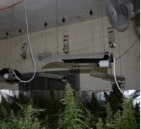 המשטרה מבקשת לחלט סוסות של בעל חממה למריחואנה