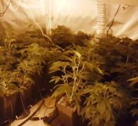 המשטרה מבקשת לחלט דירת סבתא שהנכד גידל בה מריחואנה