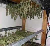 מעבדת ההידרו של העבריין עם הזהות הכפולה