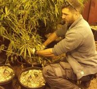 גידל מריחואנה במושב שמייסדיו התפרנסו מגידול טבק