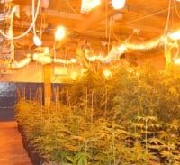 שלוש שנות מאסר למגדל 170 קילו קנאביס