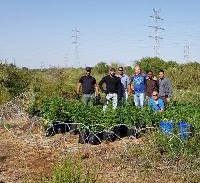 חיפשו מים, מצאו שדה מריחואנה