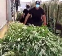 שחרור ראשון בתיק גידול 5.5 טון קנאביס בניצני עוז