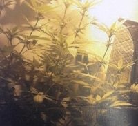 אישום: קנביס במטע חקלאי של משפחת עבדל קאדר