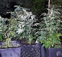 אישום: 76 ק"ג מריחואנה בדירה בבת ים