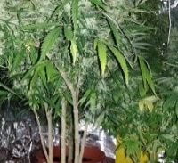 מעבדת סמים באמבטיה