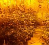 כתב אישום: גידל כ-100 ק"ג קנאביס באתר בנייה בטמרה