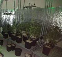 השחרור של מגדל המריחואנה מ"העולם התחתון"