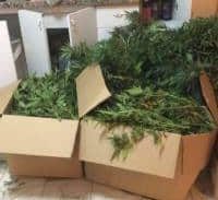 עבודות שירות לצעיר שגידל כ-10 ק"ג קנאביס בדירה בפתח תקווה