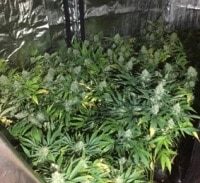 אישום: בן 24 מנהריה גידל 60 שתילי מריחואנה בקרית ביאליק