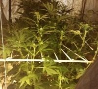 משכיר יחידת דיור למעבדת הידרו הוא סוחר סמים?