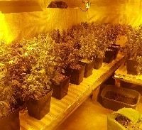 המדינה מבקשת לחלט משק בשרון בו גידלו 175 קילו מריחואנה