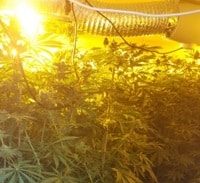 חשד: "יעד מחוזי" גידל 25 ק"ג קנאביס בכפר איבטין