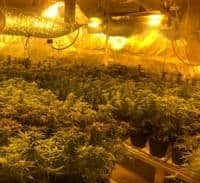 267 שתילי מריחואנה במעבדת הידרו בגדרה