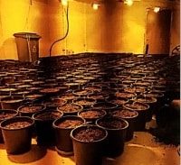 כתב אישום: 192 קילו קנאביס במחסן בכפר חסידים