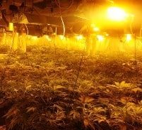 בימ"ש עליון הפחית בעונשים של מגדלי 131 ק"ג מריחואנה בנתניה