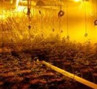 מעבדות אלכסנדר בע"מ: גידל מאות שתילי מריחואנה במעצר הבית