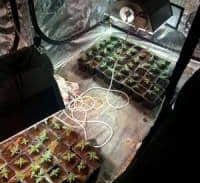 סטודנט מבני ברק גידל בפ"ת שתילי קנאביס במשקל 45 ק"ג