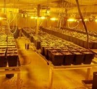 חשוד נוסף בגידול כ-1,500 שתילי קנאביס במושב צפריה