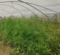 הנאשם שוחרר כי הראיון בשירות המבחן לא נערך בשפה הקווקזית