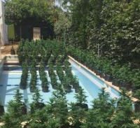 אחת הגינות הכי יקרות בקיסריה