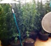 מאות שתילי סם נתפסו במעבדת הידרו בקרית מלאכי