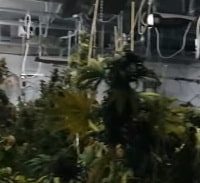 ככה "נעלמו" להם 187 ק"ג מריחואנה