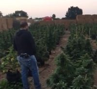 בית משפט שחרר שלושה חשודים בגידול שדה מריחואנה