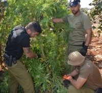 הסדרי טיעון ל"חקלאים" מהגליל שגידלו מאות ק"ג מריחואנה