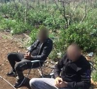 מי שומר על גידולי המריחואנה בגליל?