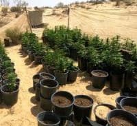 ירוק עולה במרחב נגב