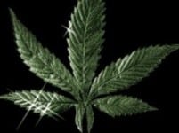 אני חוזר הביתה, אני והמריחואנה