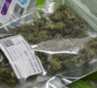 קנאביס רפואי –  בין קודש לחו"ל