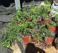 עבודות שירות לנאשם שגידל כ-17 ק"ג קנאביס והחזיק סמי הזיות קשים