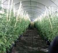 שיא ישראלי? אלפי שתילי קנאביס בחממות במושב בשרון