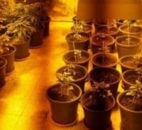 כתב אישום: בזמן המתנה לערעור בתיק אחר, גידל 120 שתילי מריחואנה