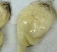 חיפאי שהגיע מפרו חשוד בשתי פרשיות ייבוא קוקאין נוזלי