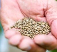 אישום: דרשו מבעל חוב לגדל עבורם גראס