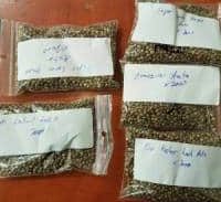 ארבעה חשודים בייבוא זרעי "ליימון הייז" לישראל