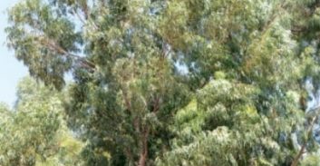 תאונת האקליפטוס