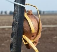 רימונים או זיקוקים? פארטייה בג'סר